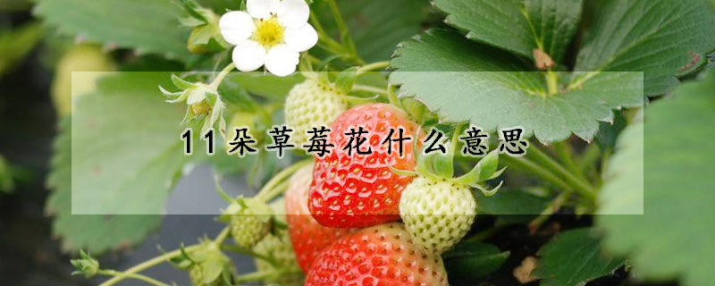 11朵草莓花什么意思