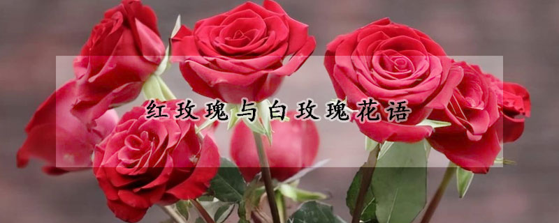 紅玫瑰與白玫瑰花語(yǔ)