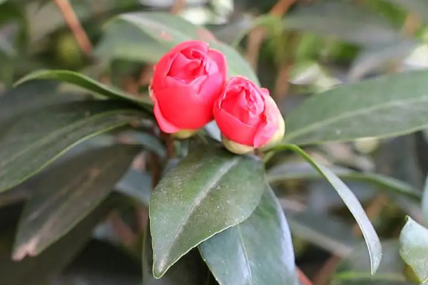 茶花可以用骨粉嗎