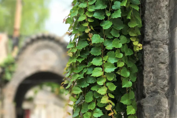 爬山虎是常綠植物嗎