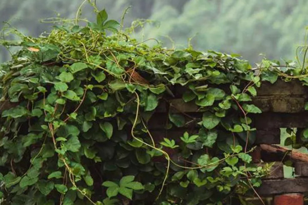 爬山虎是常綠植物嗎