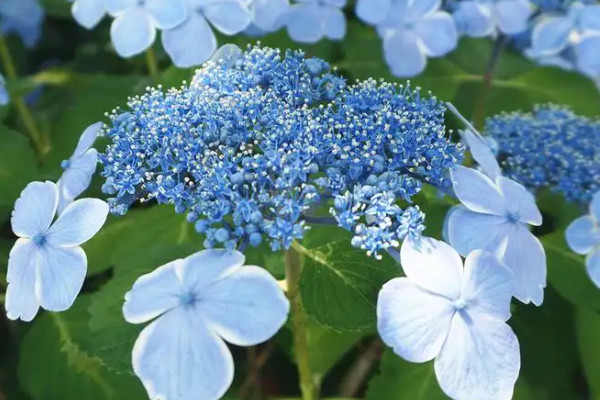 繡球花幾月份開花