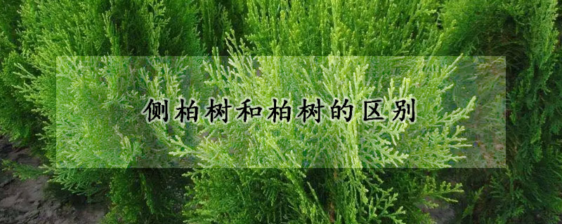 側柏樹和柏樹的區別