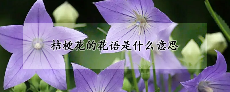 桔梗花的花語是什么意思