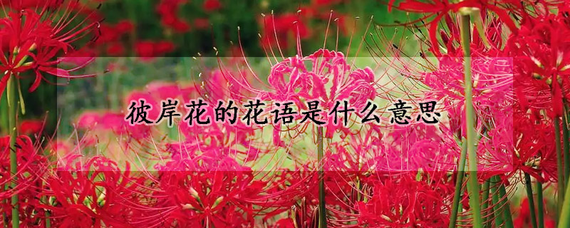 彼岸花的花語(yǔ)是什么意思