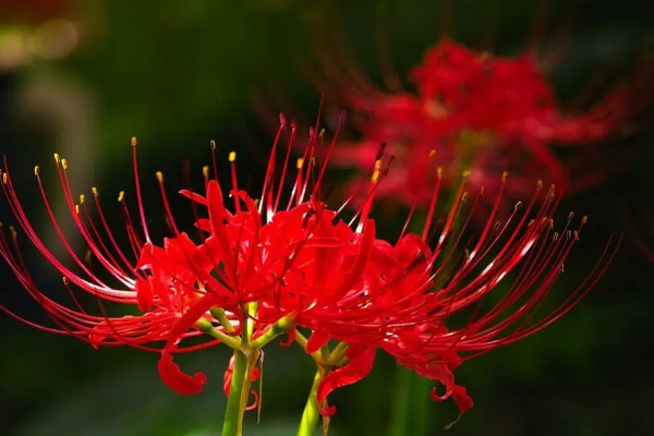 彼岸花的花語是什么意思