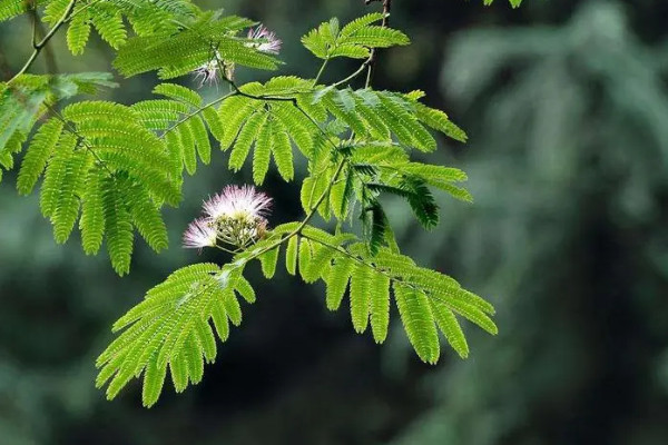 經濟林木有哪些樹種