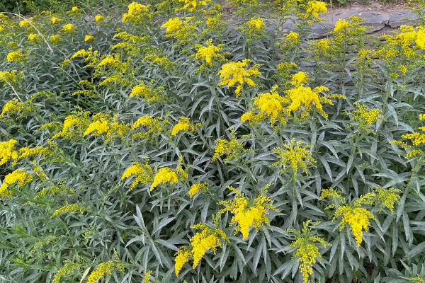 加拿大的一枝黃花是什么花