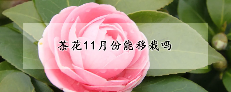 茶花11月份能移栽嗎