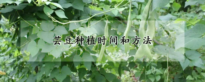 蕓豆種植時(shí)間和方法