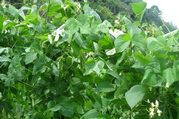 蕓豆種植時(shí)間和方法