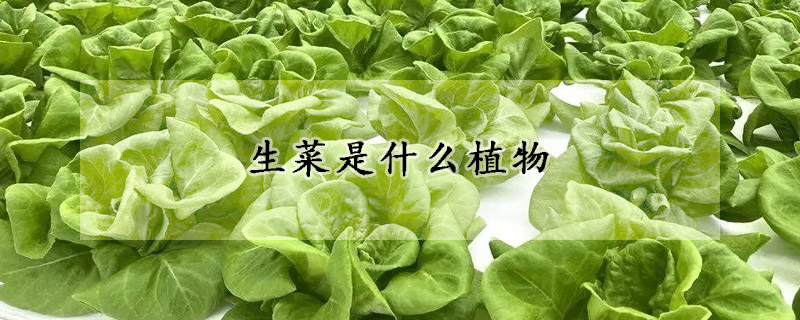 生菜是什么植物