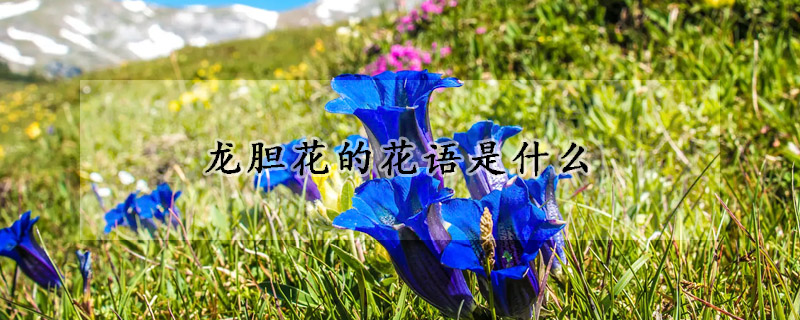 龍膽花的花語是什么