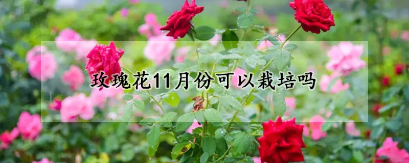 玫瑰花11月份可以栽培嗎