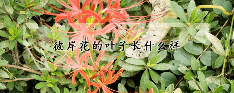 彼岸花的葉子長(zhǎng)什么樣