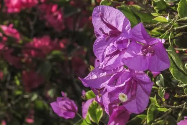 珠海市花是什么花,象征什么