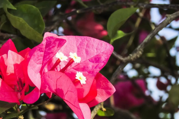 珠海市花是什么花,象征什么