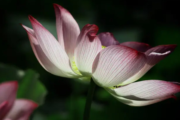 蓮花是什么季節開的