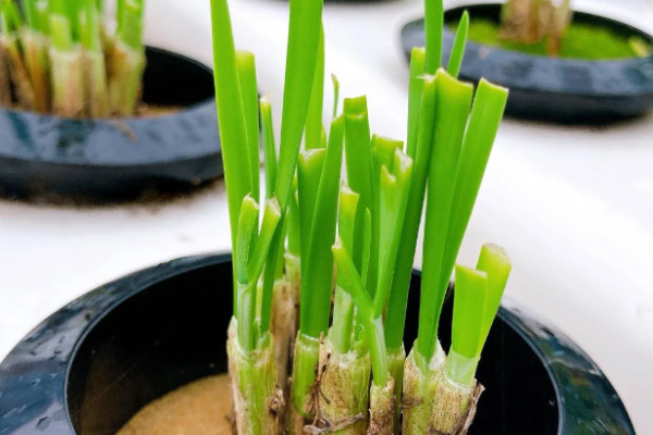 水培韭菜簡單種植技術(shù)