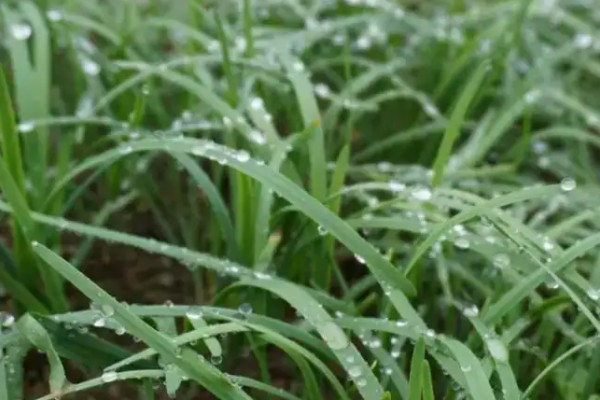 水培韭菜簡單種植技術(shù)