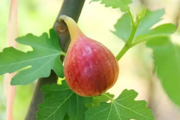 不屬于裸子植物的是