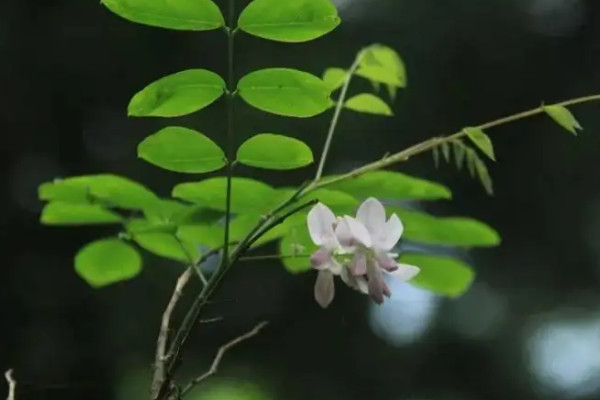 不屬于裸子植物的是