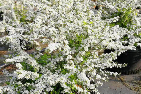 雪柳的花期