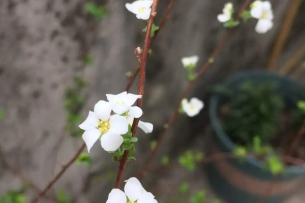 雪柳的花期