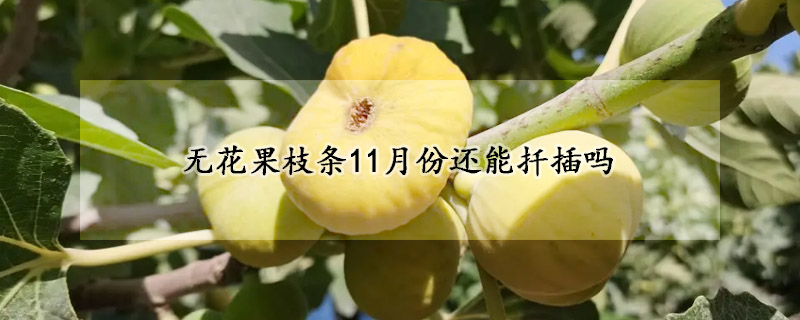 無花果枝條11月份還能扦插嗎