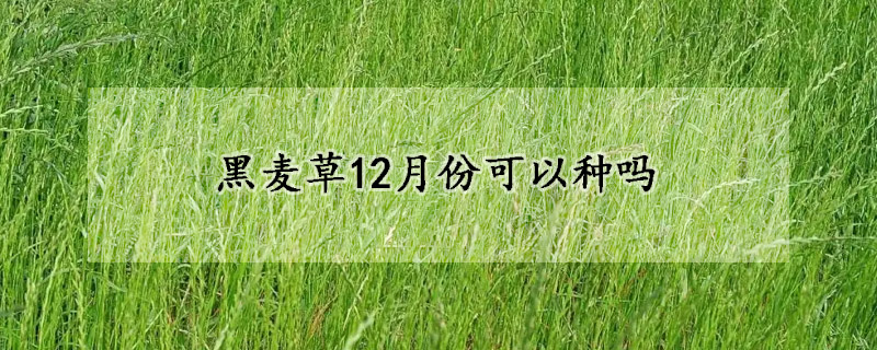 黑麥草12月份可以種嗎