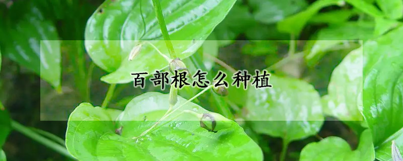 百部根怎么種植