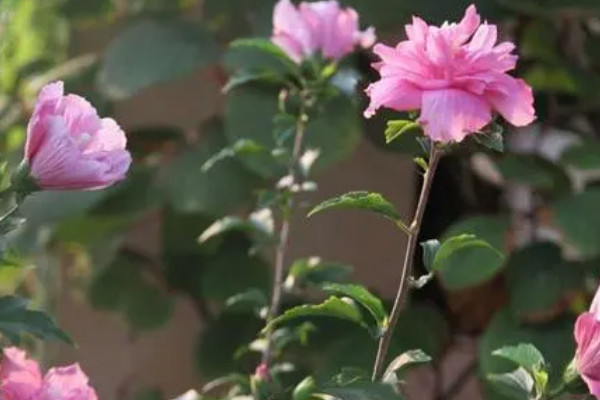 木槿花總招小白飛蟲怎么處理