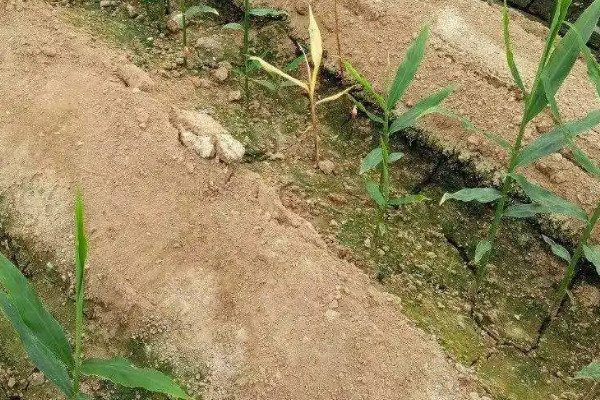 種植生姜的步驟方法和時間