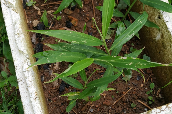 種植生姜的步驟方法和時間