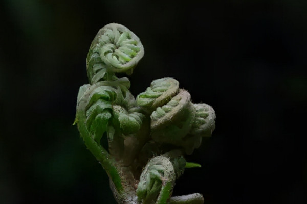 觀音蓮座蕨是國家保護植物嗎