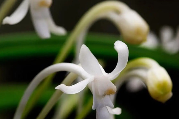 霽風(fēng)花長什么樣