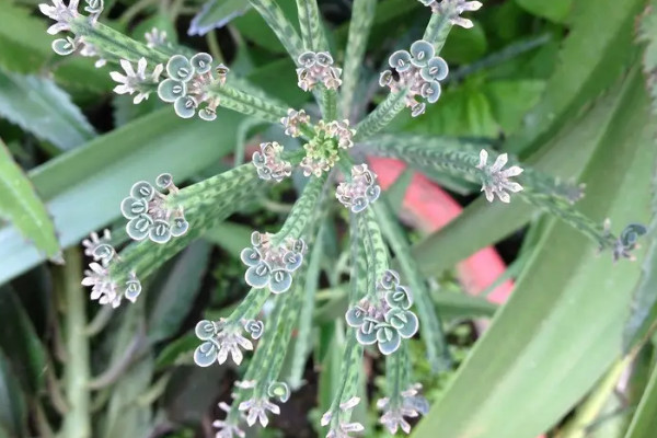 落地生根開花嗎