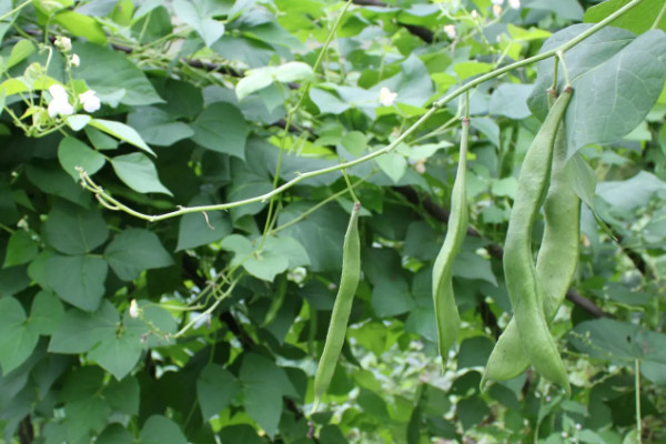 白蕓豆種植時間和方法