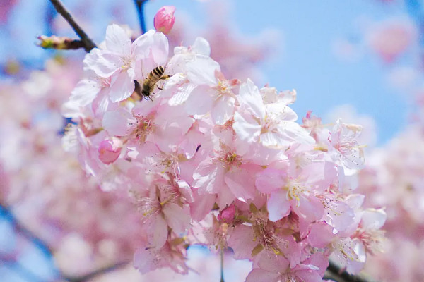 日本的國(guó)花是什么花