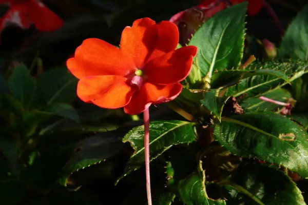 像玫瑰花的花是什么花