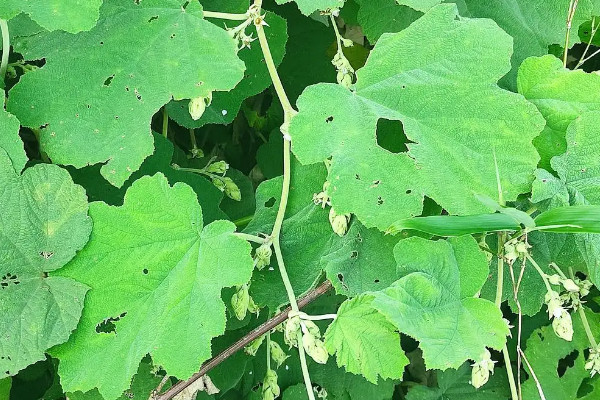 葛根的種植與栽培技術(shù)