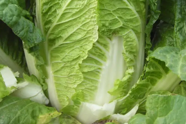 龍牙白菜種植技術