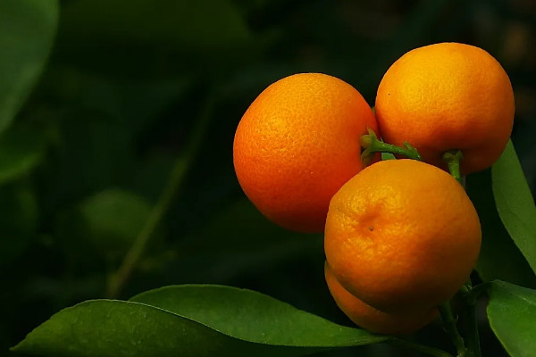 金桔一年開(kāi)幾次花結(jié)幾次果