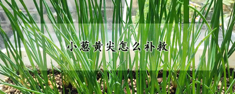 小蔥黃尖怎么補(bǔ)救