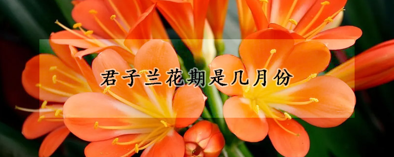 君子蘭花期是幾月份