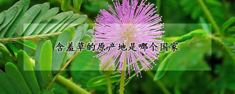 含羞草的原產(chǎn)地是哪個(gè)國(guó)家