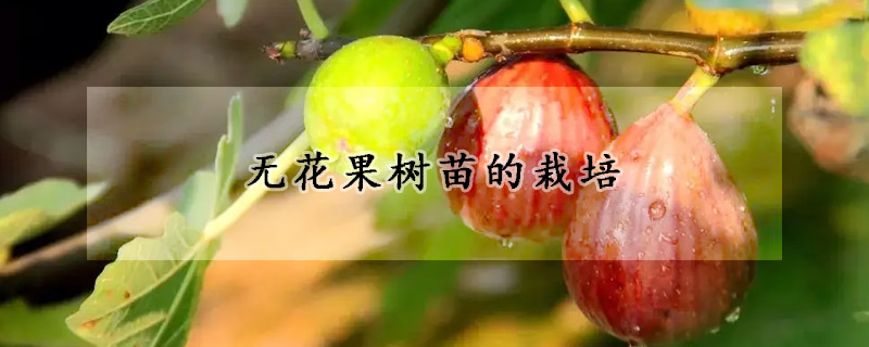 無(wú)花果樹(shù)苗的栽培