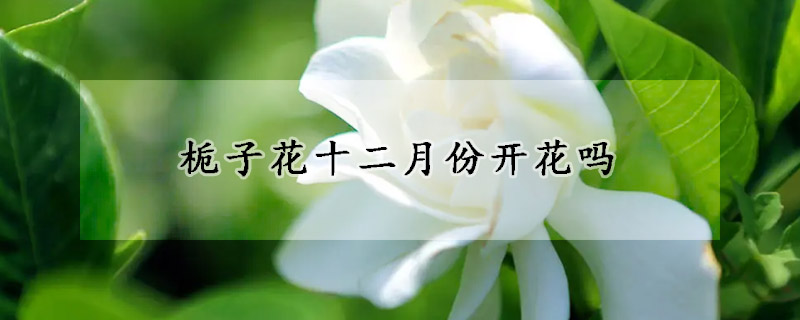 梔子花十二月份開(kāi)花嗎