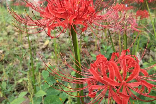 彼岸花的花語是什么，彼岸花的寓意什么意思