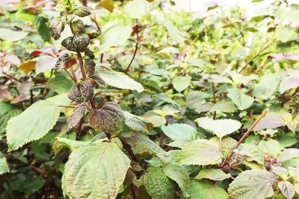 陽臺種植紫蘇的時間和方法，紫蘇陽臺種植全過程